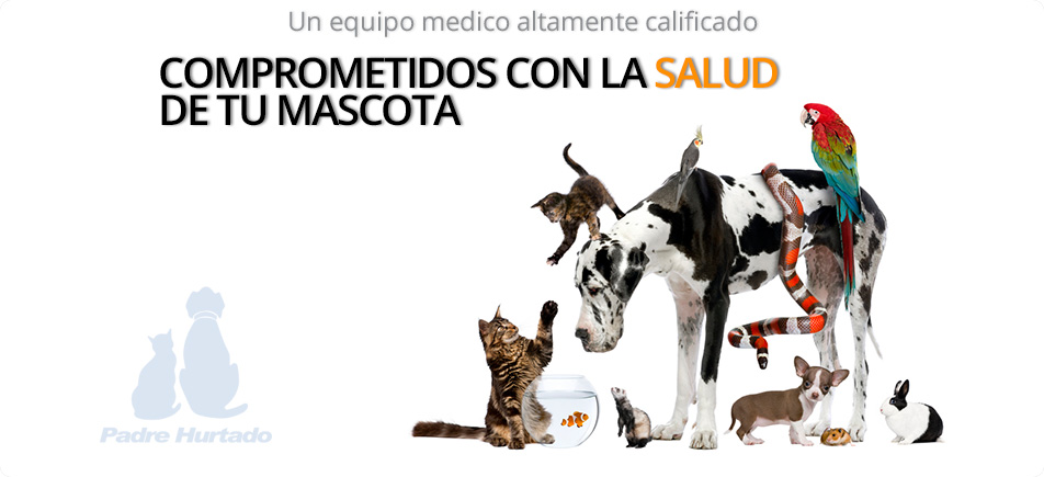 Clinica veterinaria Padre Hurtado – 